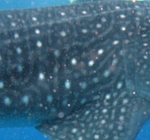 155138aa-15f2-46a4-9d20-0165604d92ca