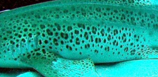 f925aca1-9625-4a9f-bb01-50838dc700c7