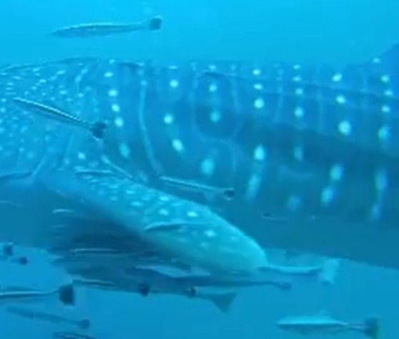 fe038a7d-2f5b-45f7-ae64-5f51552b7751