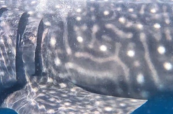 b69aab31-2a48-4dda-a49c-14f0691b3186