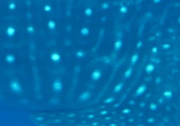 28cfc7db-ac60-4730-9dc4-b9256316b042