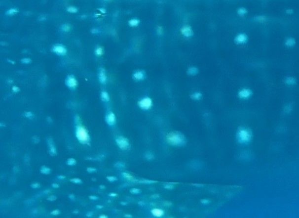 28cfc7db-ac60-4730-9dc4-b9256316b042