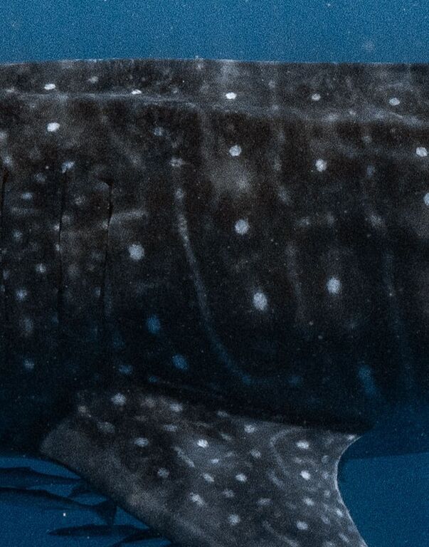 26eded3b-8238-4ac4-abfa-12f5131d914a