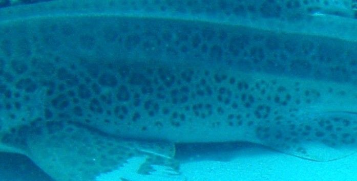 6e88c695-d932-44eb-8e0e-eebf2be447fb