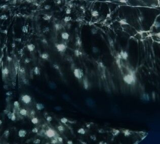 c8a3fd7f-d10c-49e3-9bbb-d43cd79e168d