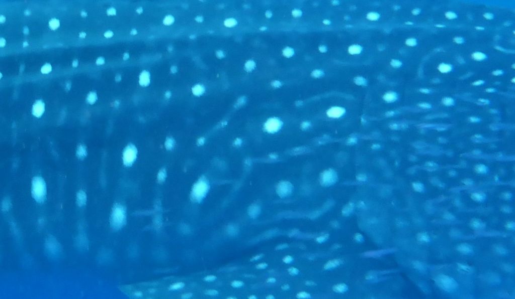 a0c8379b-2c0d-432b-9ed2-8dfd4f21598d