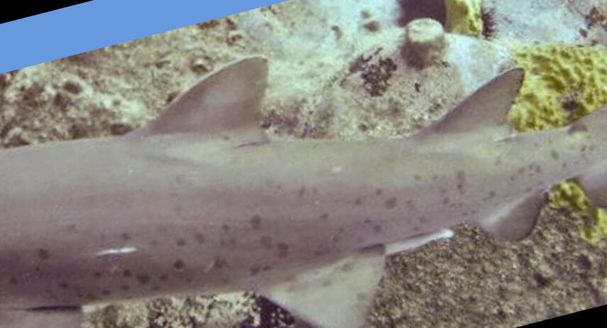 dfbfa4f9-f7d0-4e42-a13f-7e0bfed22554