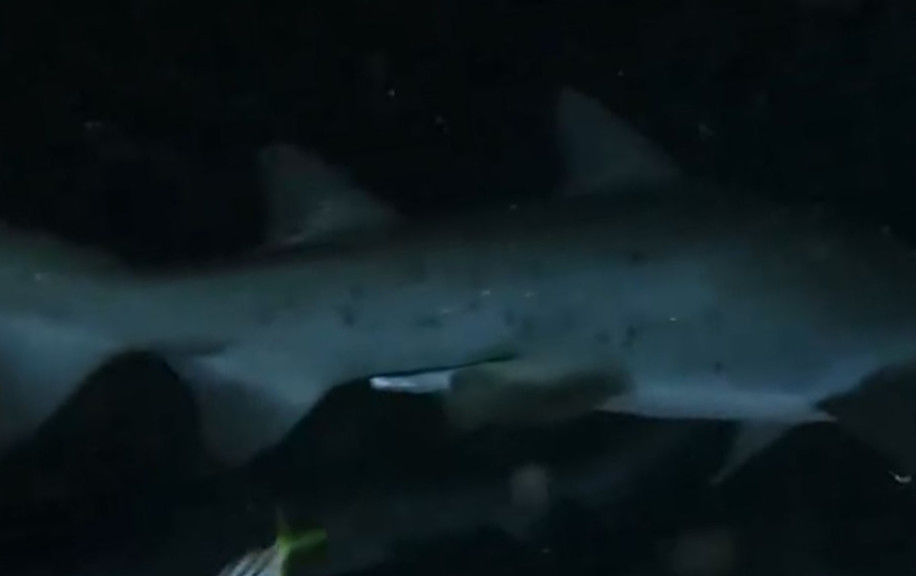 77d1967a-d110-456b-b170-c6942e2a9551