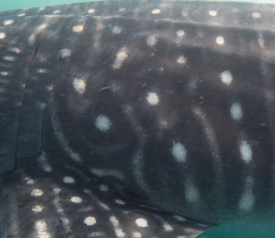 545c87e8-b3bf-4aed-b8d4-c98d1e69ad0d