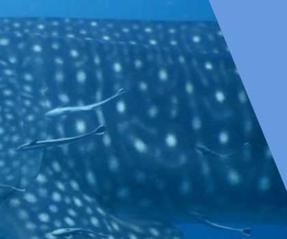 86c2d47e-718b-475e-82ed-43d80ccbcffa