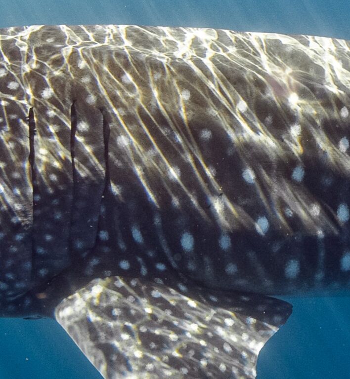 08da67f3-72c6-4c96-803b-8293d0f37210