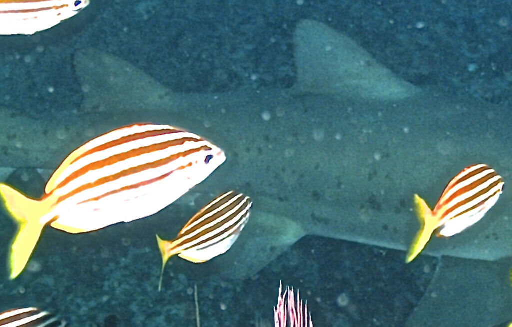 ef064a19-1460-48d4-aece-73faae828340