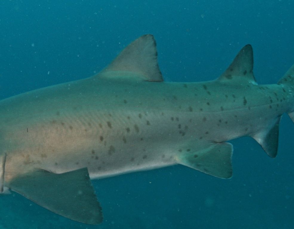 868f450a-e7d0-43d0-bf69-88caa0a73212