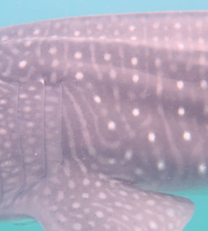 1373b4c0-c637-43bf-bf79-769ca2c38841