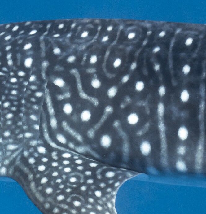 fa45b4d6-0fe5-454f-9efe-0f4bbce51088