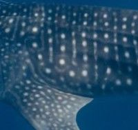 17f56244-42cb-4450-be7e-b427f4247676