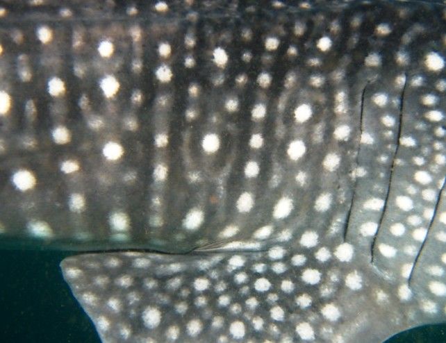 ab29edcf-f75a-4a85-b2a7-f868fa807011