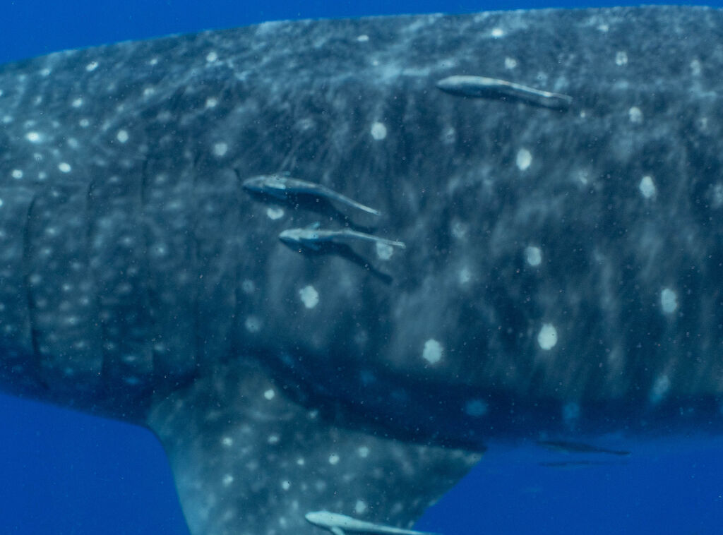 86e7e6b6-229f-4693-bd7d-b84b95b3c2cf