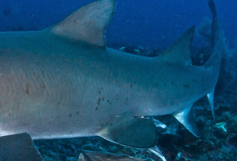 cecde9d4-6c6b-433f-9f8d-090fdf5f9548