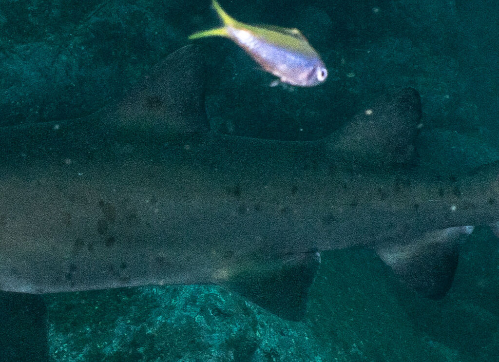 241d8fe4-7ec8-4cfc-a3a5-e44a64b08dd0