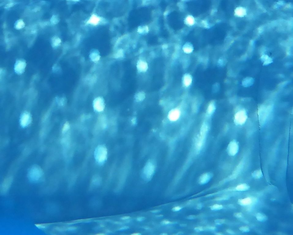 ce51d62e-cb05-4298-9835-e1511491254b