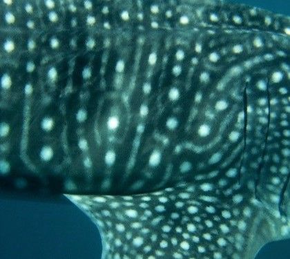 4087ad35-ec44-4729-87c5-faecb4e046d9