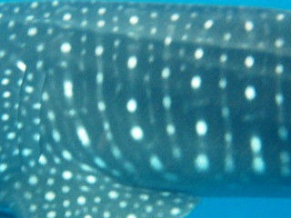 8d5566b7-0bc0-4e45-97cc-8dbd2aa9fc99