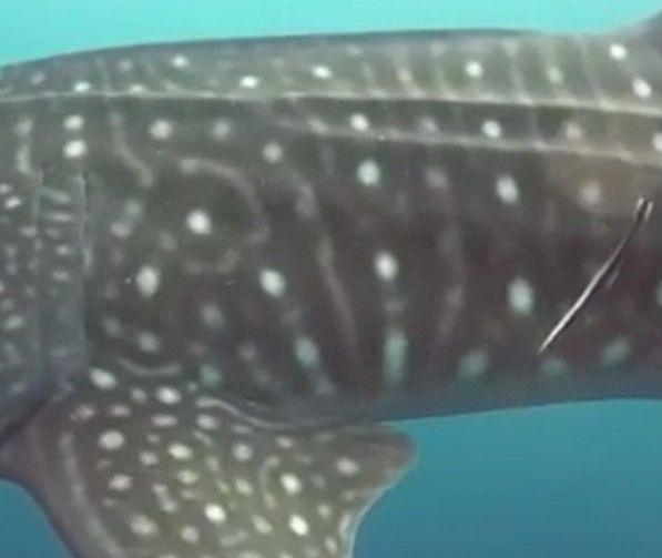 b00b6d53-4e16-4432-b798-67b3e0d5b733