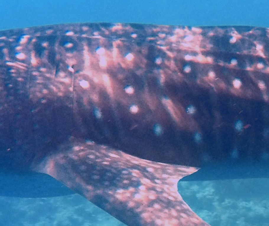 e52d9a45-291b-4944-8694-4b3ae94da9d4