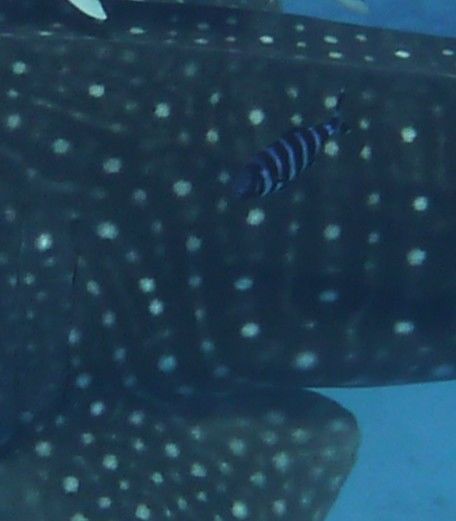 e8b5e764-39aa-4b67-b189-ad487725e442