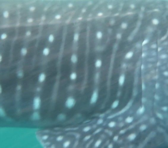 1a03e038-915e-4003-8fd7-1ddafedae0fe