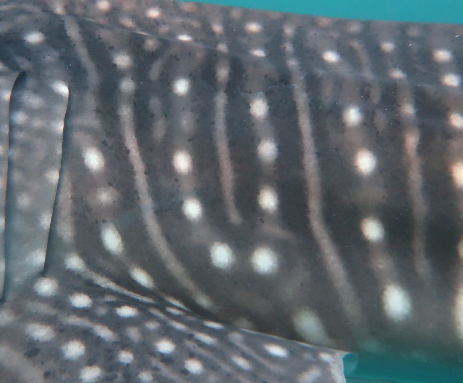 1a03e038-915e-4003-8fd7-1ddafedae0fe