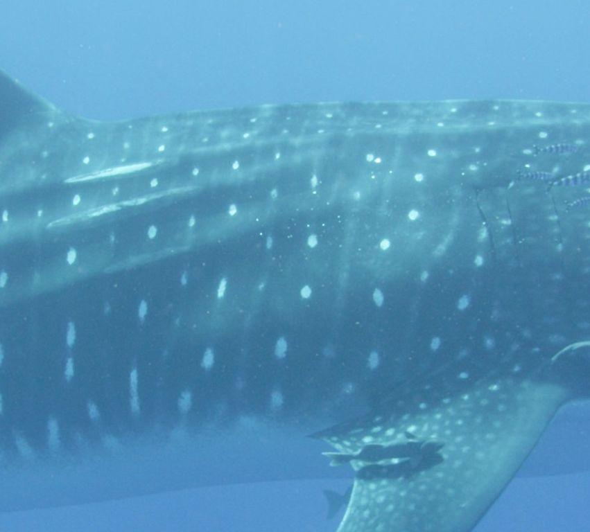 883c2972-4361-499a-9fa7-90eb8c29d903