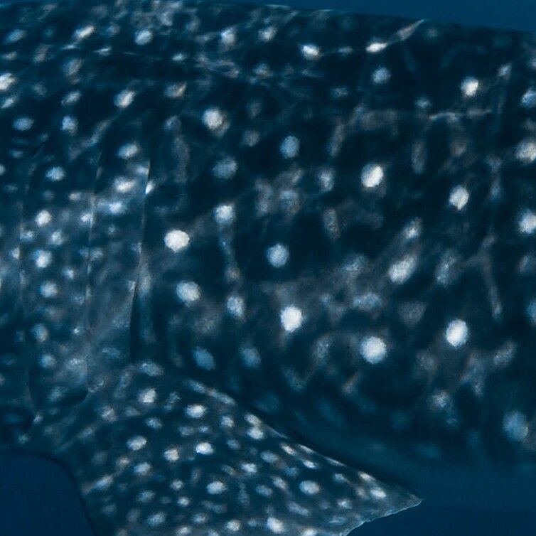 fcf6dd2d-ae46-4c20-9dfa-9f1b9f83f6a4