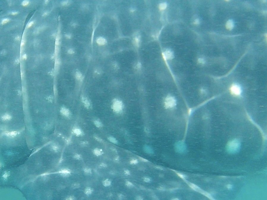 92c5b1ae-096e-44db-a97e-cd87abdd137d