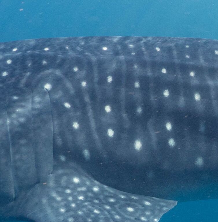 697c52aa-c096-4a3f-bb03-e9a2dea80adc