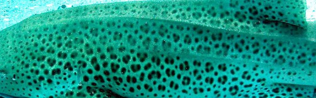 f654f8bc-51c3-4635-b84a-8d00cf2998af