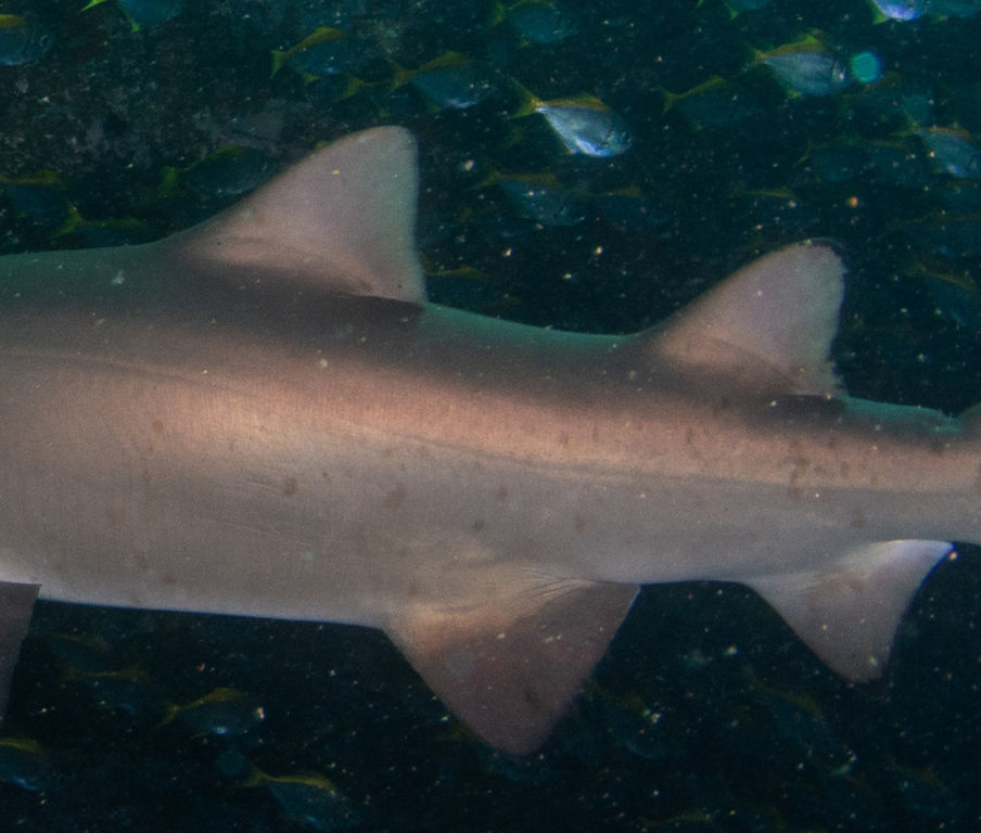 9a4a308b-b93f-4d93-b118-81877df43154