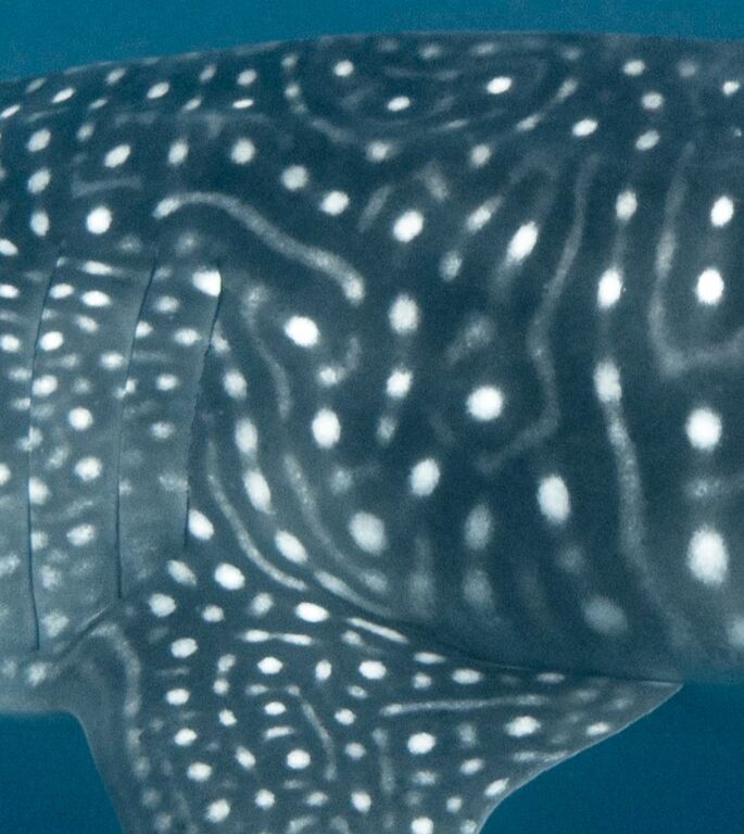 195c6e77-4af9-4267-8c79-3e525254440e