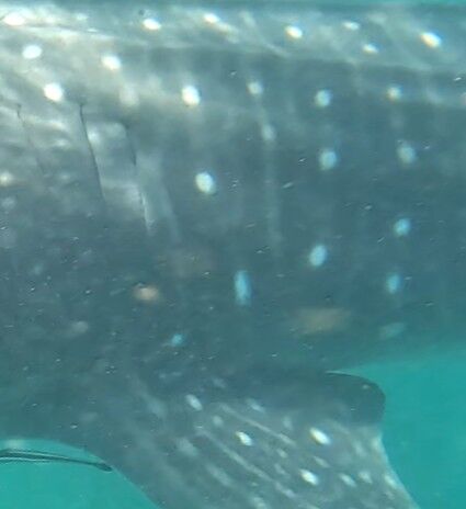 21b53a21-6614-431c-a4ef-e01668df024c