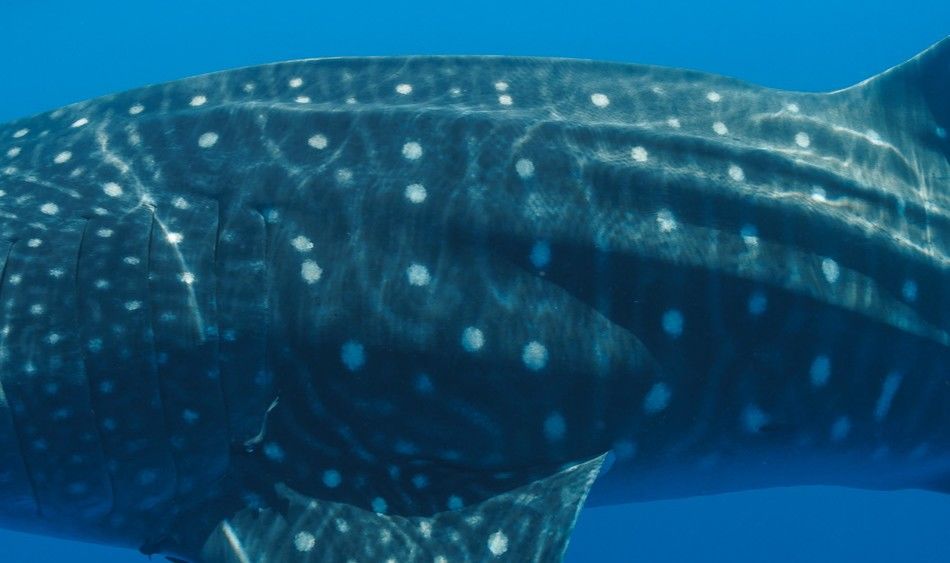 e1521a18-7abe-4fe3-97e3-8c89beeaaf79