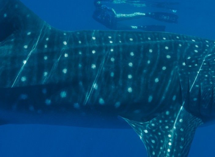 e1521a18-7abe-4fe3-97e3-8c89beeaaf79