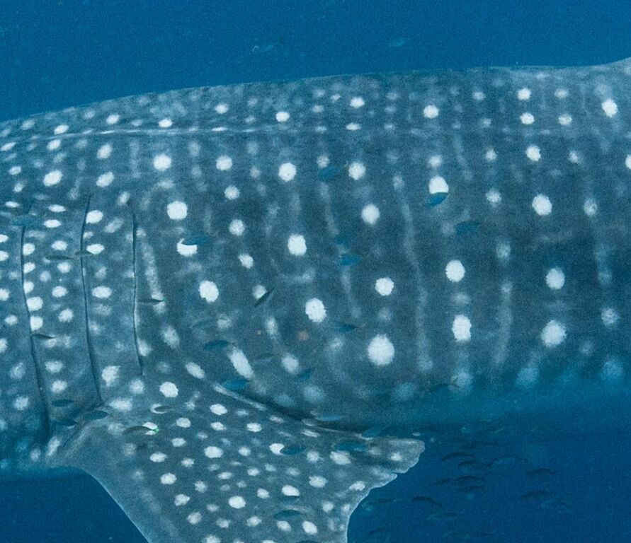 2cff0b47-20e3-4275-82fd-56dd2fee5efc