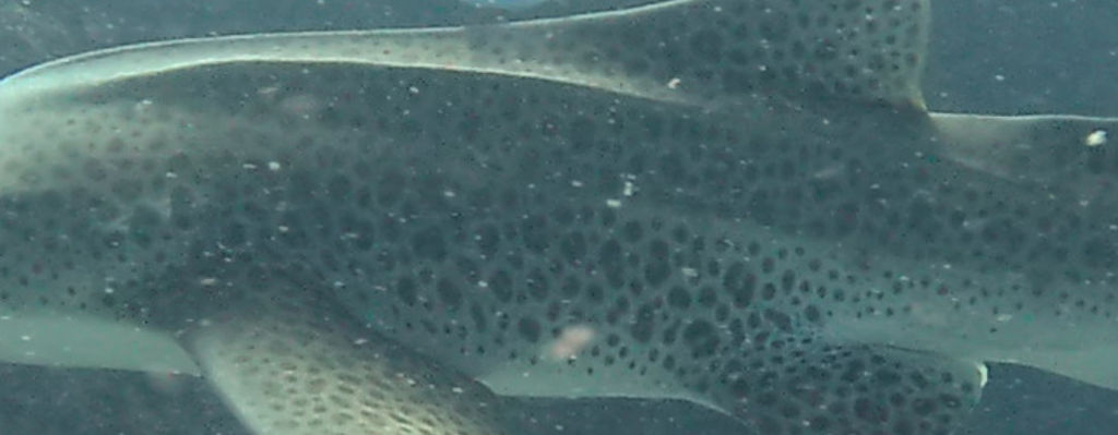 da2a135e-c0a6-4927-a931-50d3dc37df24