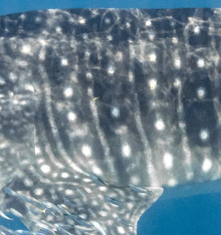 c0bc8950-382d-4fe3-b292-d2cbb8743a82