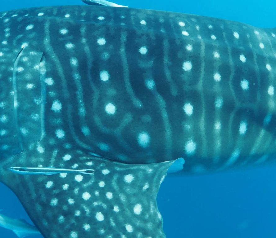 c0fb6d52-c6df-44bd-a546-0de619f44024