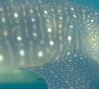 3dae038d-8f3d-4cf9-b6e4-3a473f14e11d