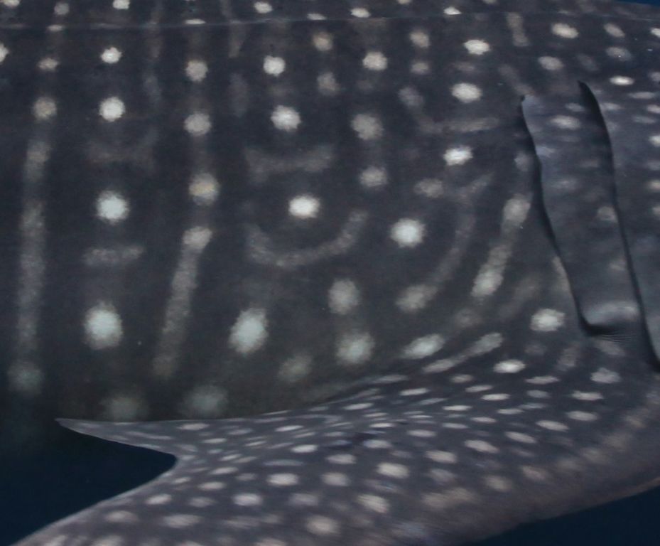 742d4923-4576-4487-8bd4-fbb44d9b1dab