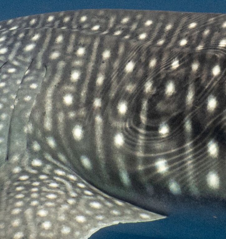 0604c09d-0451-4e5a-8577-8d356c5be2eb