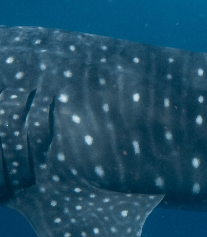 e125a2a5-c1ad-4d38-975f-782982be3730